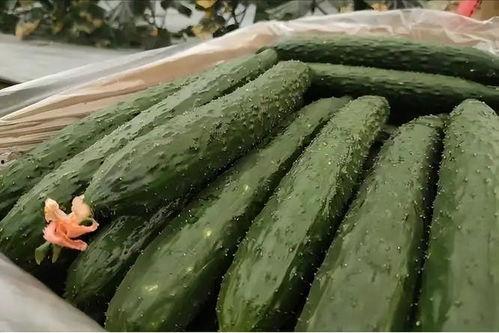 黄料吃瓜线上观看免费视频,线上免费视频盛宴  第2张